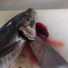 鯵のさばき方 塩焼き レシピ 作り方 By Mimi2385 楽天レシピ 鯵のさばき方 塩焼き レシピ 作り方 By Mimi2385 楽天レシピ